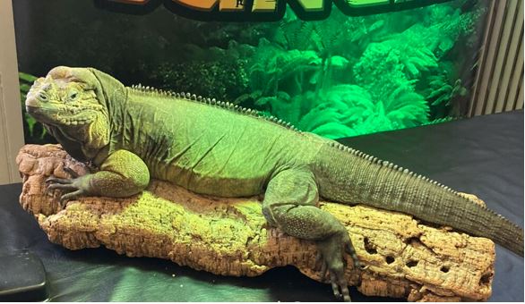 Science Week 2023 - Dave's Jungle Lizard